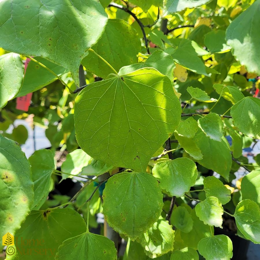 Cercis canadensis 'Pink Heartbreaker'