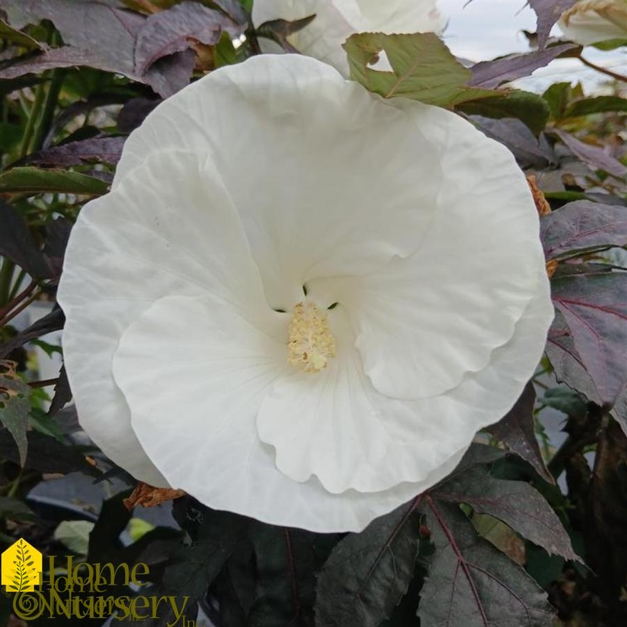 Hibiscus x Summerific® 'Cookies and Cream'