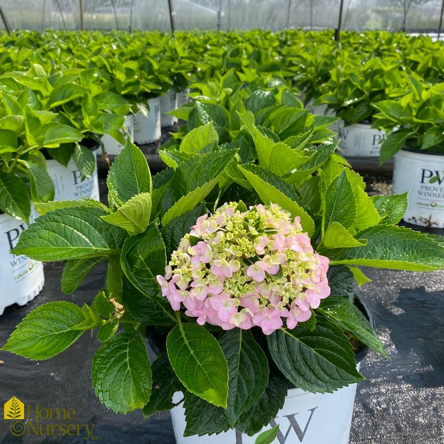 Hydrangea macrophylla Wee Bit Innocent™