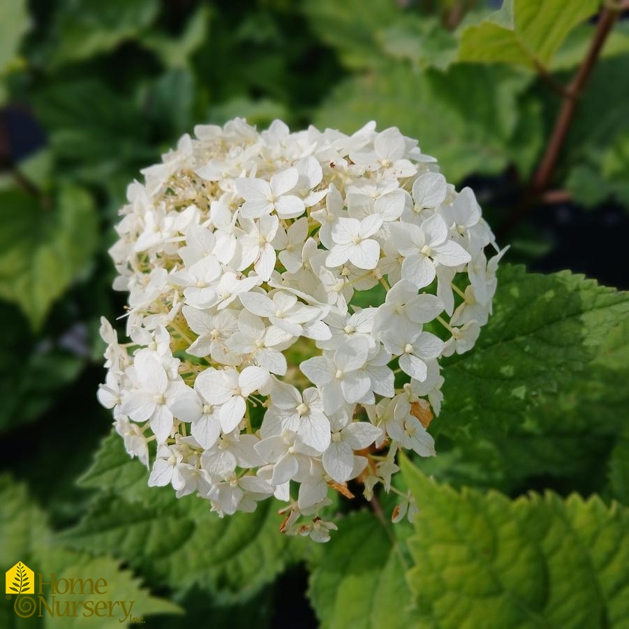 Hydrangea arborescens FlowerFull™