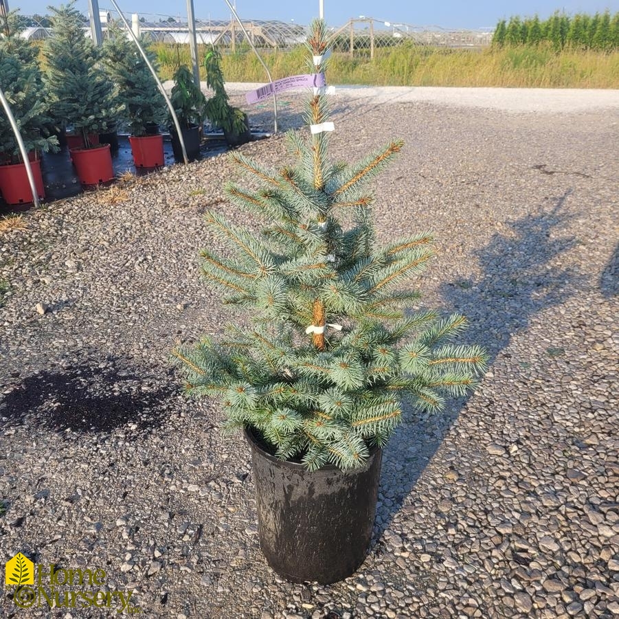 Picea pungens 'Blue Diamond'