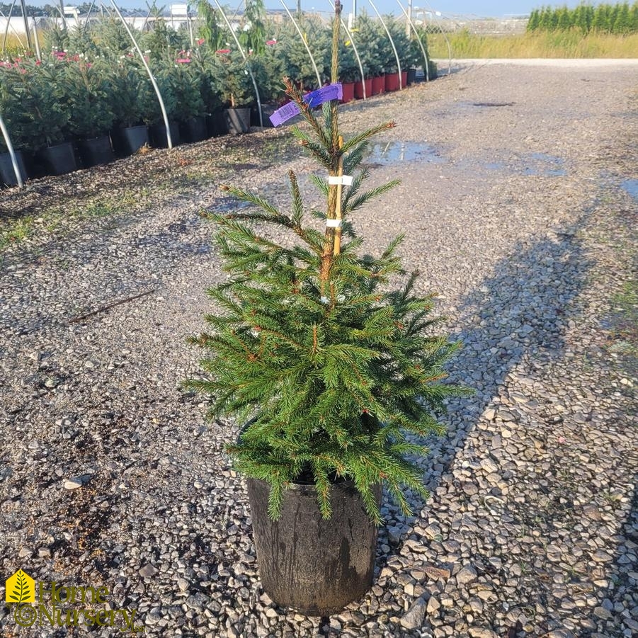 Picea abies 'Royal Splendor'