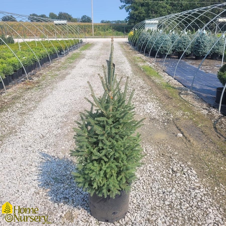 Picea glauca 'Montrose Charm'