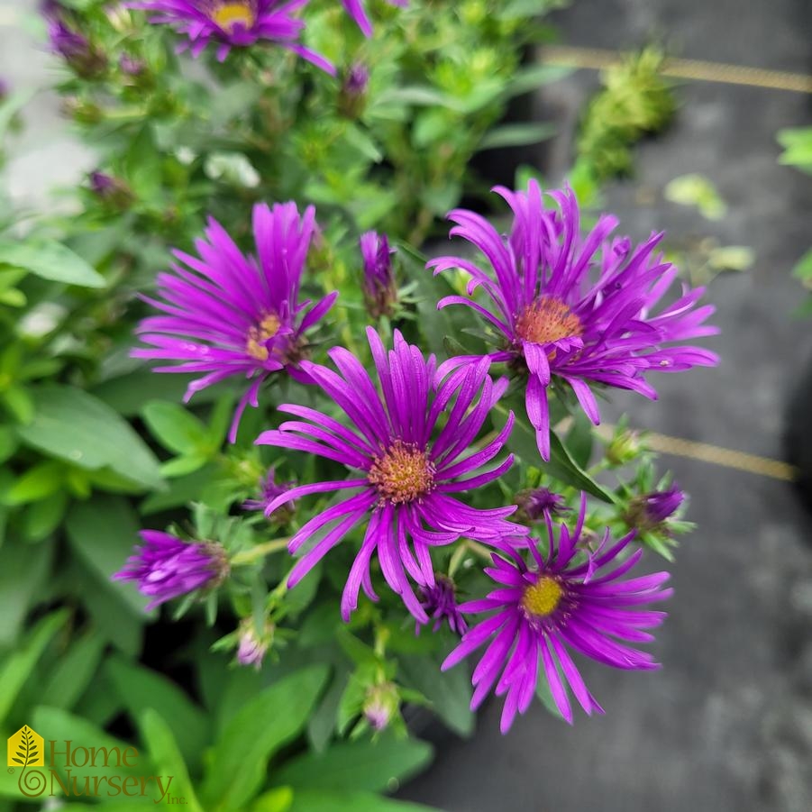 Aster novae-angliae 'Grape Crush'