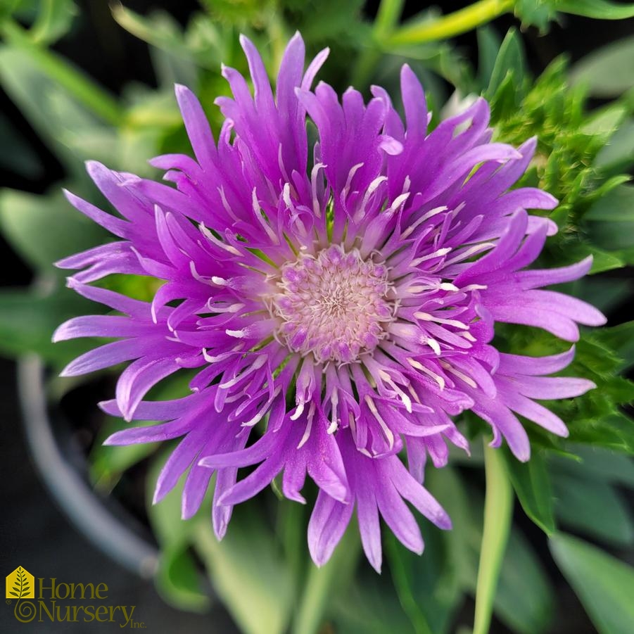 Stokesia laevis 'Mel's Blue'