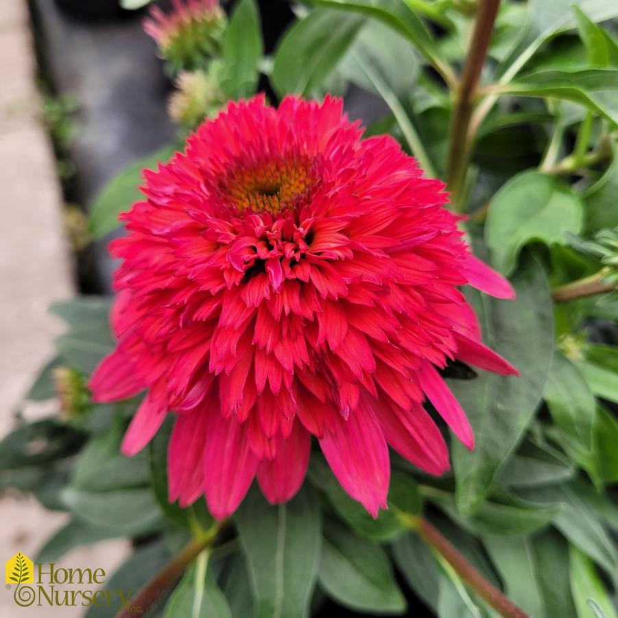 Echinacea x Double Scoop™ Strawberry Deluxe