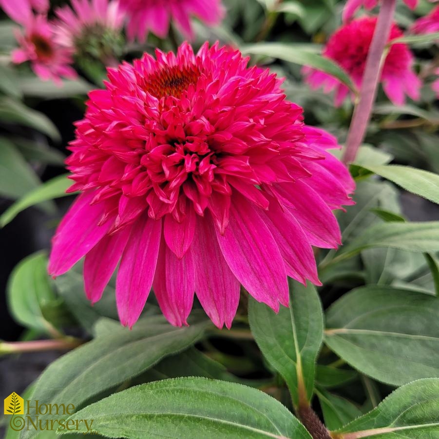 Echinacea x Double Scoop™ Watermelon Deluxe