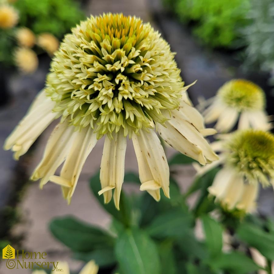 Echinacea x Double Scoop™ Lemon Cream