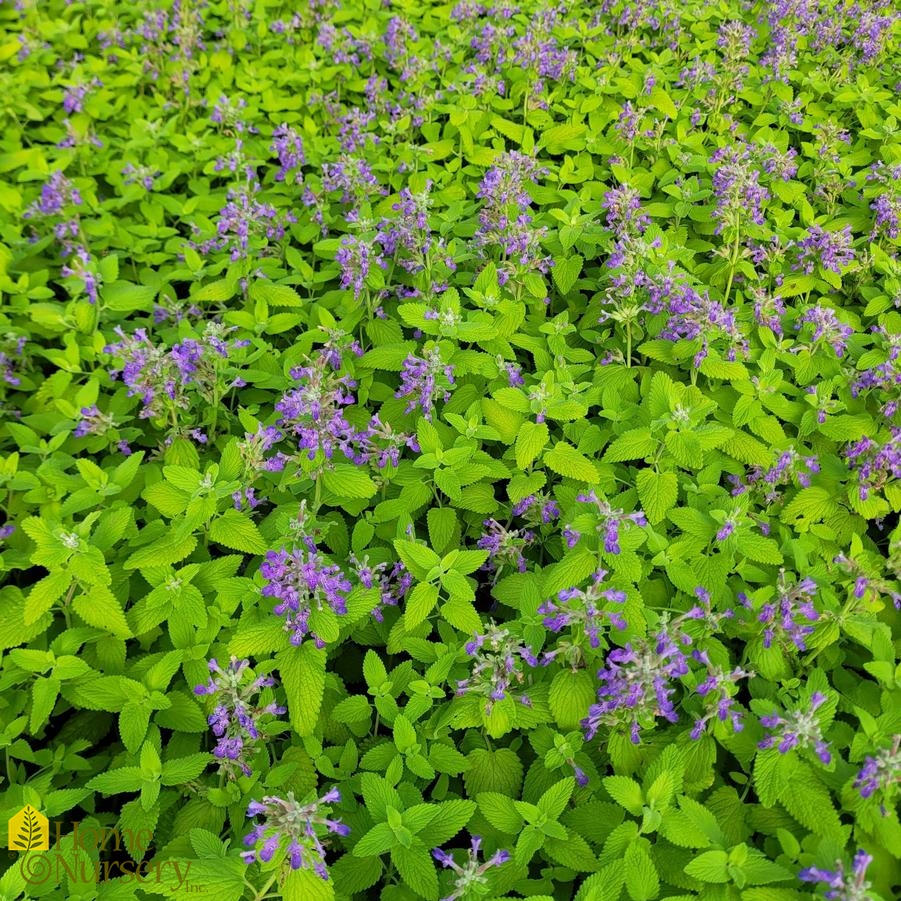 Nepeta x 'Chartreuse on the Loose'