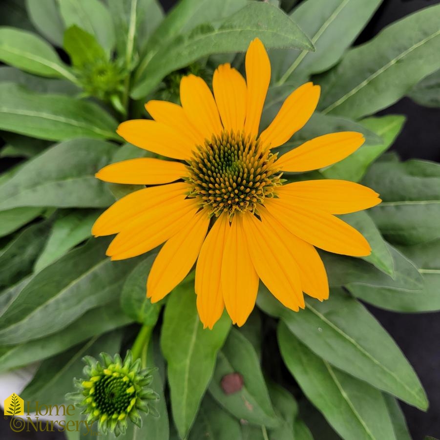 Echinacea x Artisan™ Collection Yellow Ombre