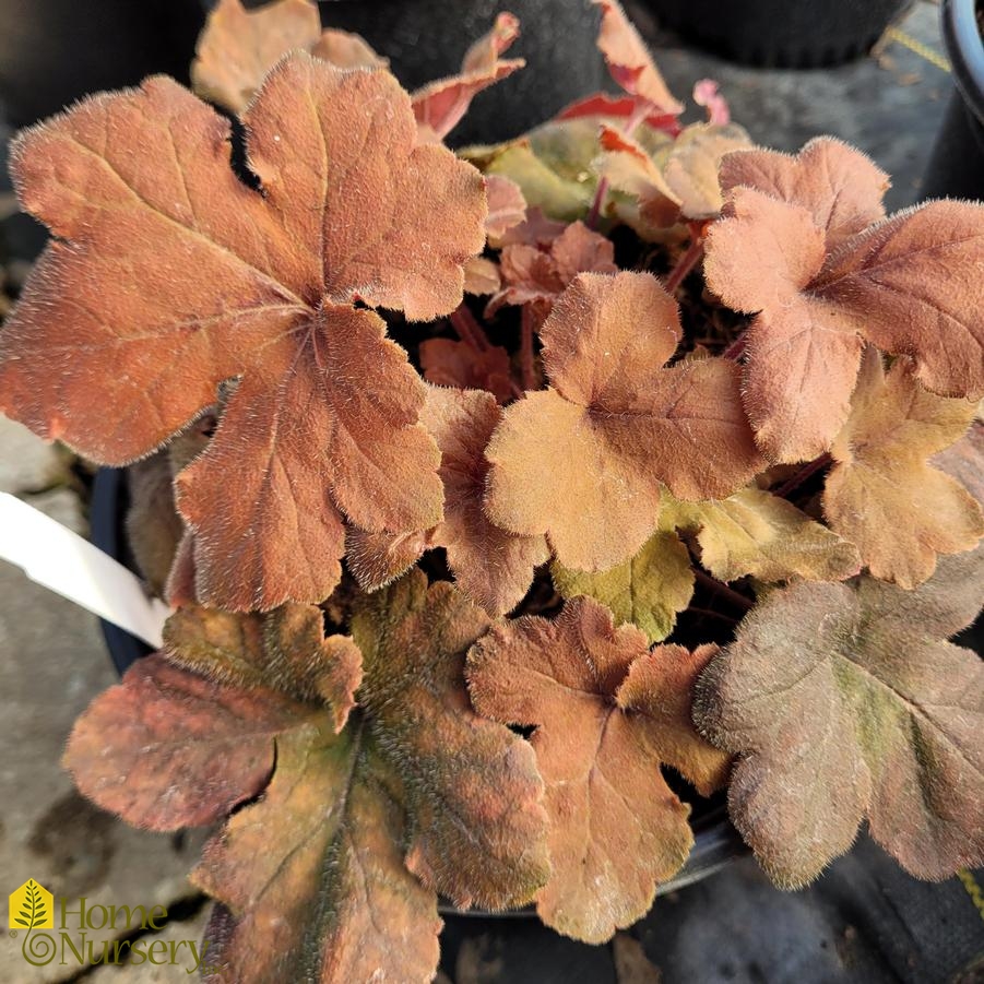 Heucherella 'Pumpkin Spice'