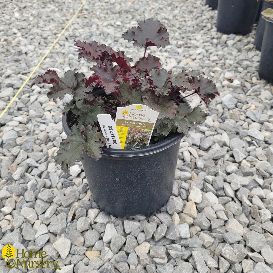 Heuchera 'Black Taffeta'