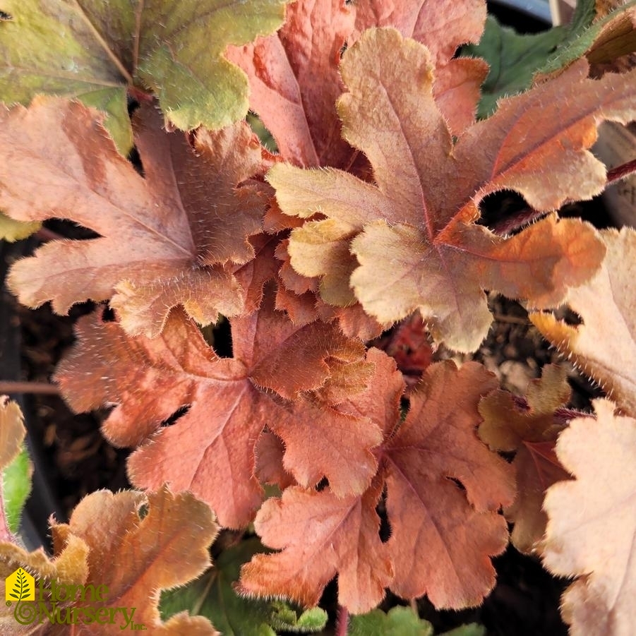 Heucherella x Fun and Games® 'Hopscotch'