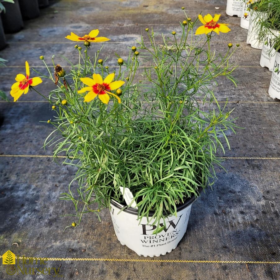 Coreopsis verticillata Designer Threads™'Golden Needles'