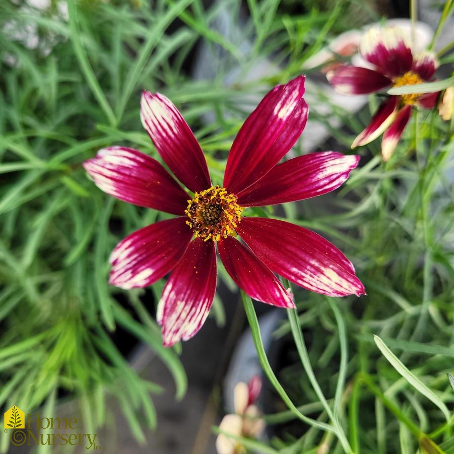 Coreopsis verticillata Designer Threads™'Heartstrings'