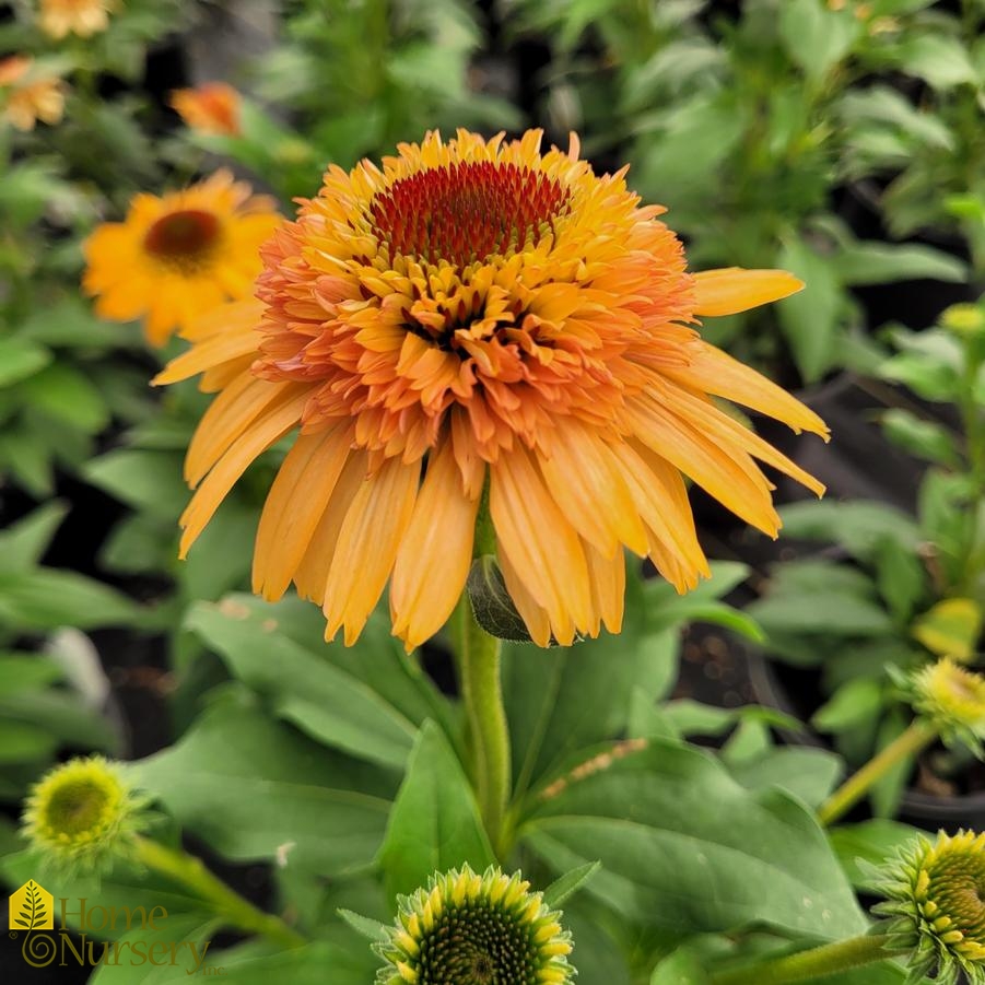 Echinacea purpurea Supreme™Cantaloupe