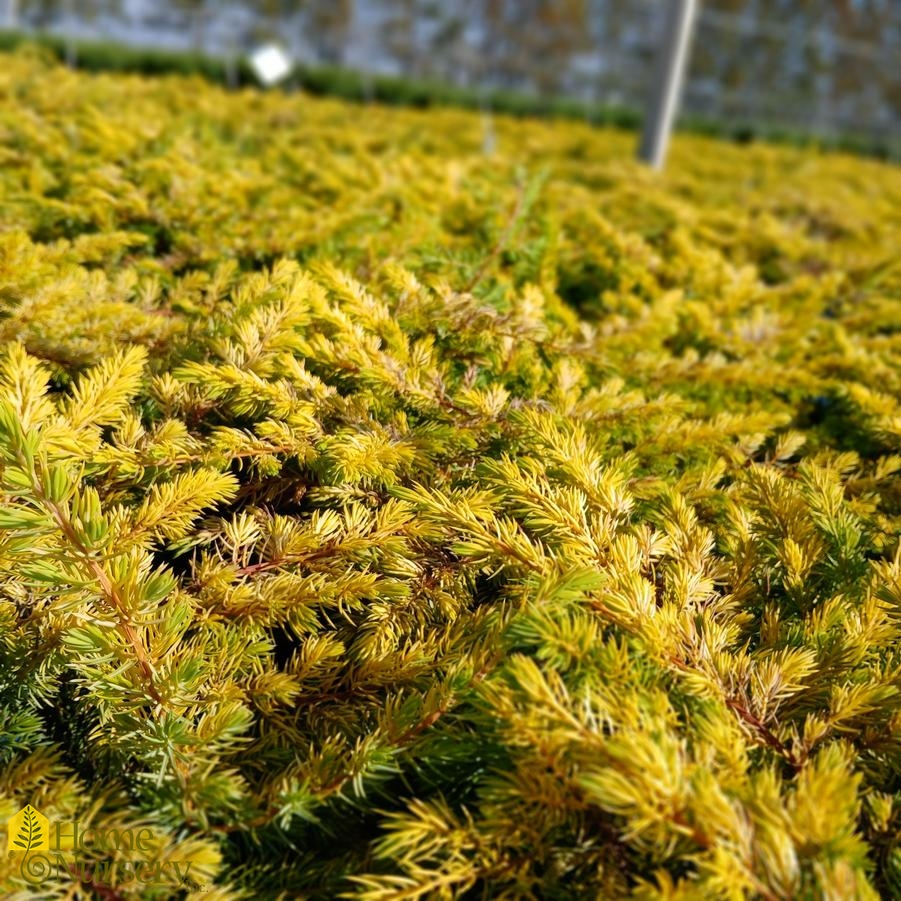 Juniperus Golden Pacific™