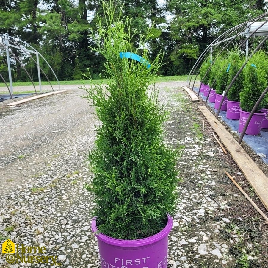 Thuja occidentalis Tall Guy®