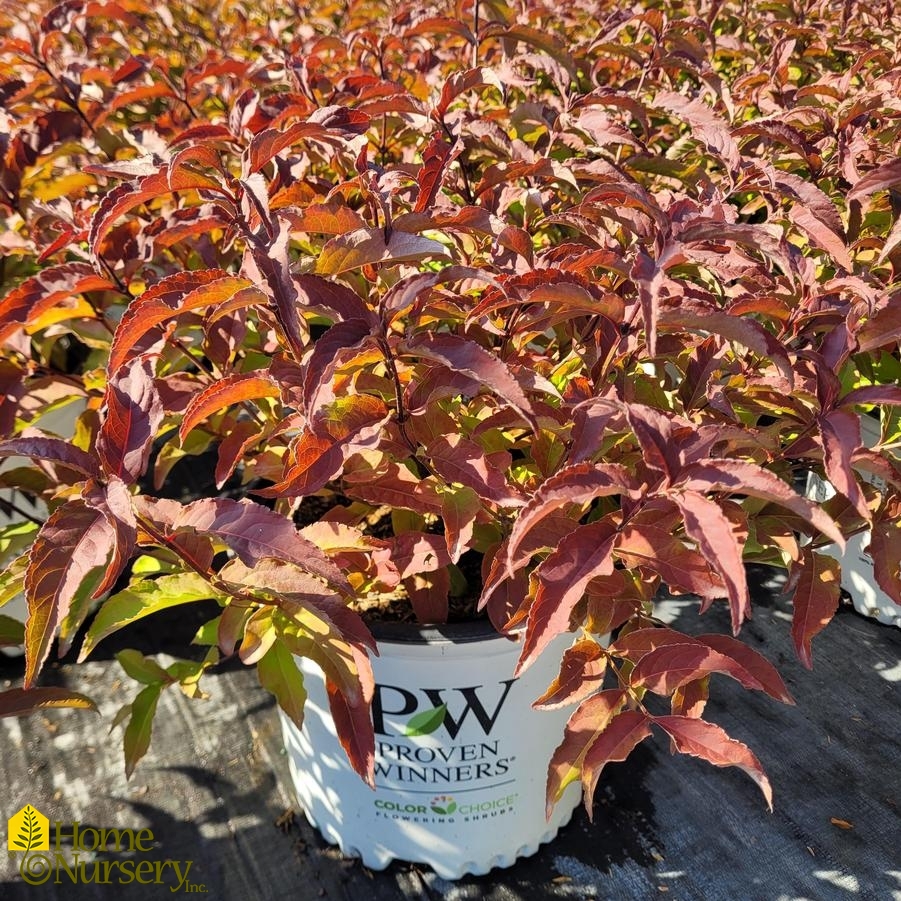 Diervilla x Kodiak® Red 2.0