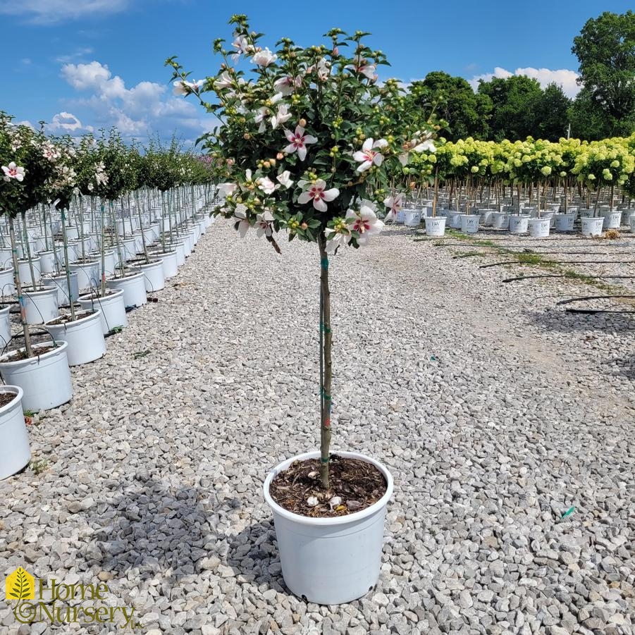 Hibiscus syriacus Lil' Kim™ Tree