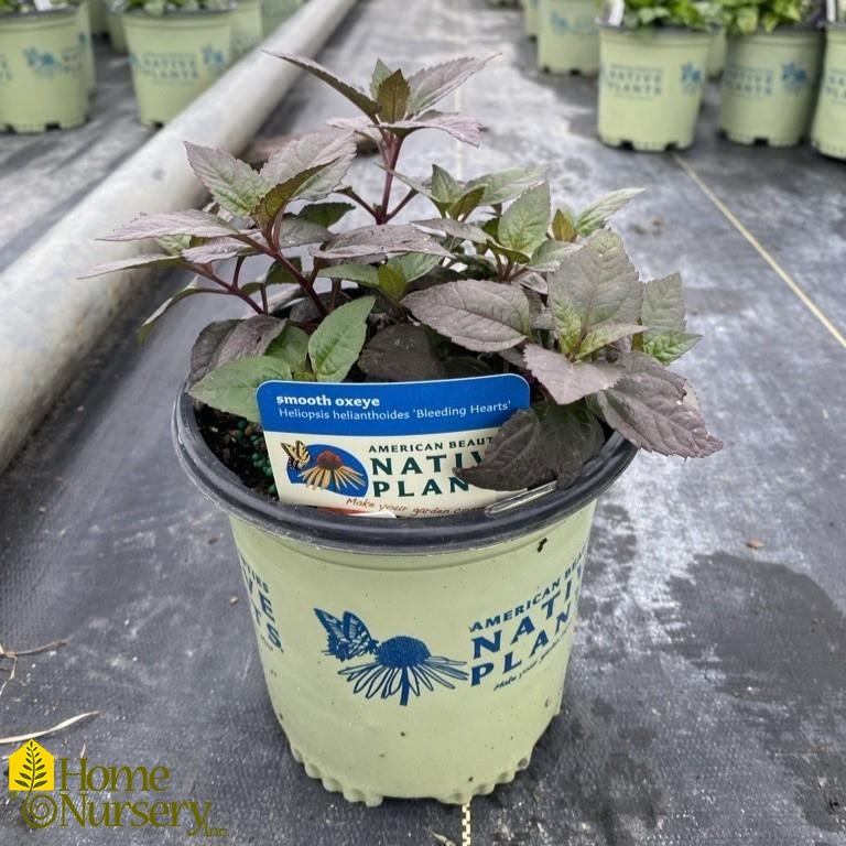 Heliopsis hel var scabra 'Bleeding Hearts'