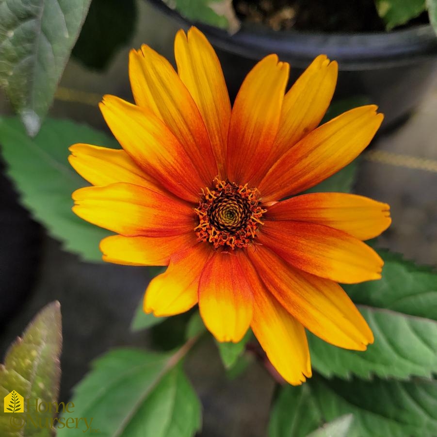 Heliopsis hel var scabra 'Burning Hearts'