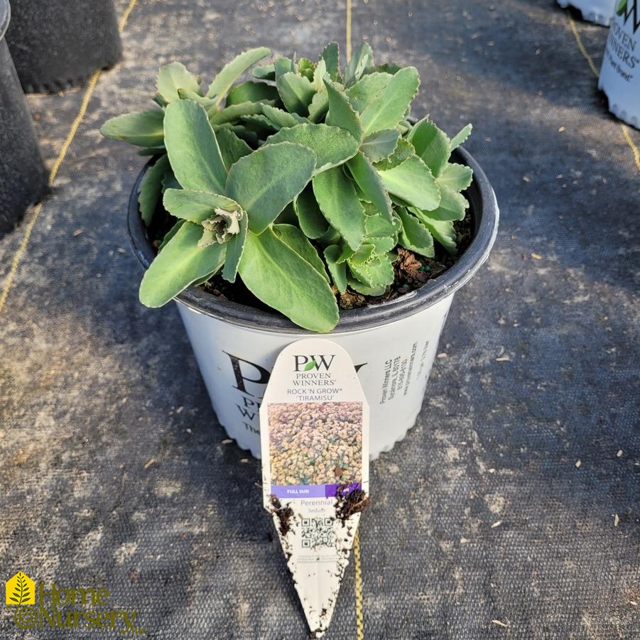 Sedum x Rock 'N Grow® 'Tiramisu'