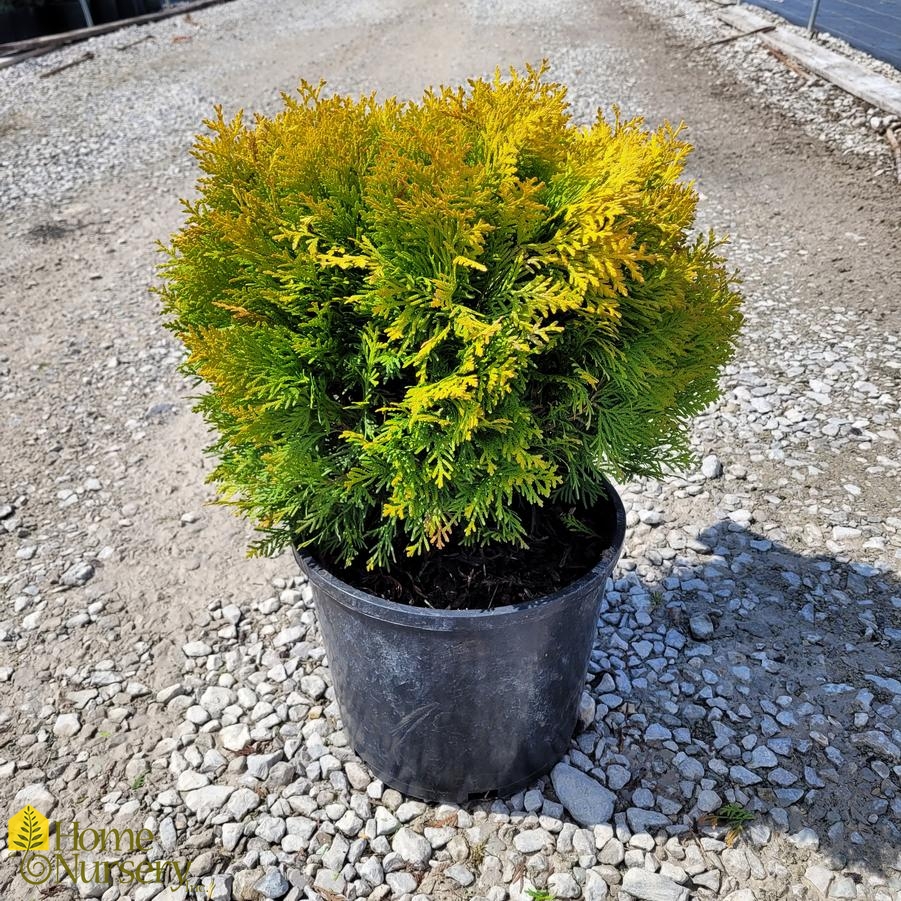 Thuja occidentalis 'Amber Glow'