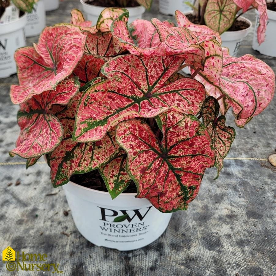 Caladium hortulanum Heart to Heart® 'Splash of Wine'