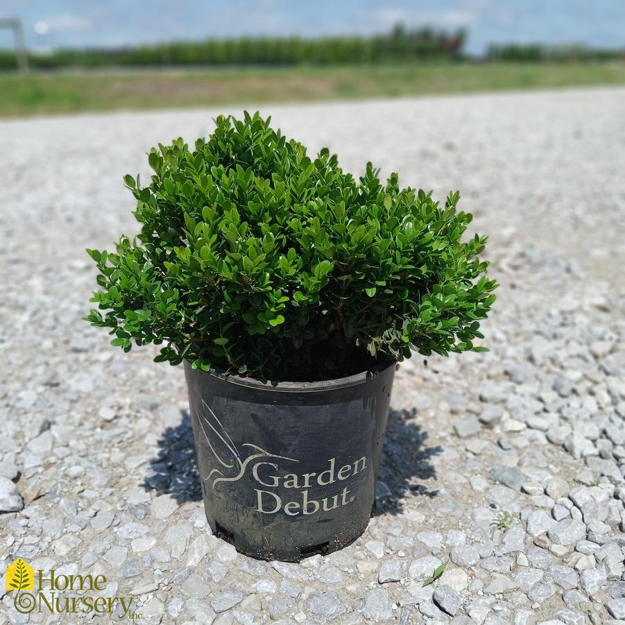 Buxus microphylla 'Little Missy'