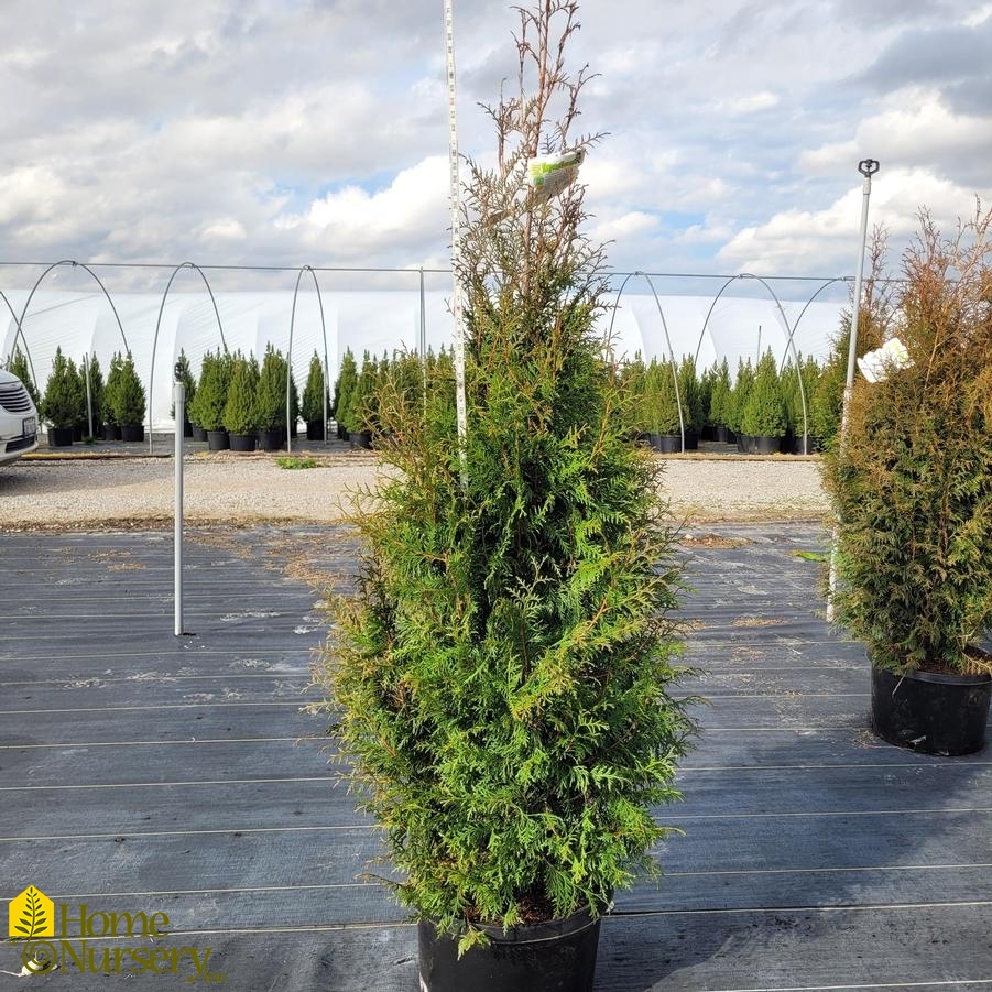 Thuja plicata 'Leprechaun'