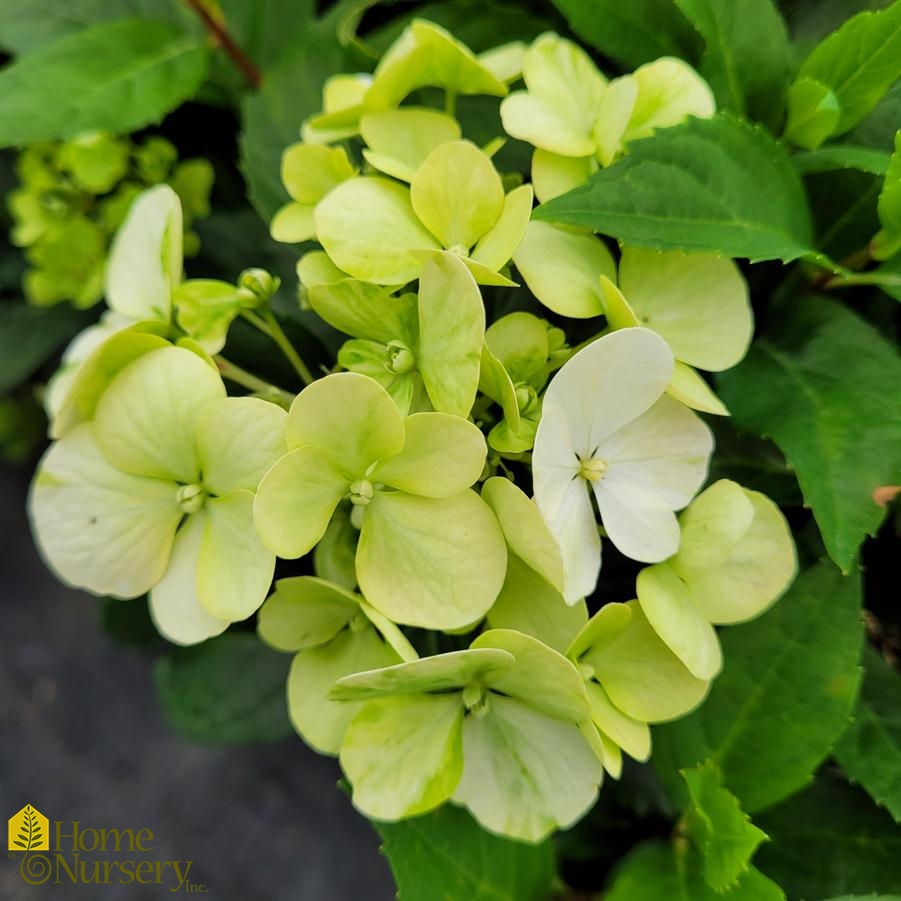 Hydrangea x Fairytrail Bride®Cascade Hydrangea®