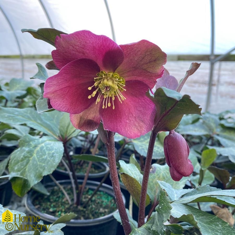 Helleborus x Frostkiss® Anna's Red