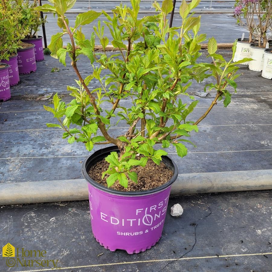 Syringa x Pinktini™