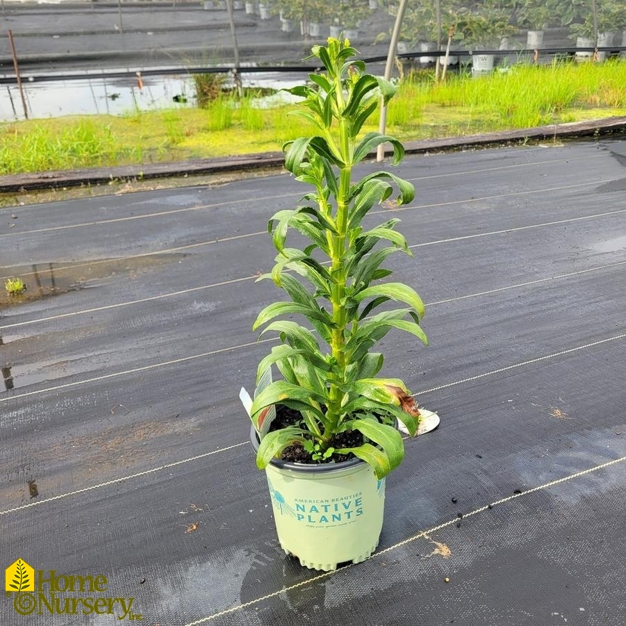 Physostegia virginiana 'Miss Manners'
