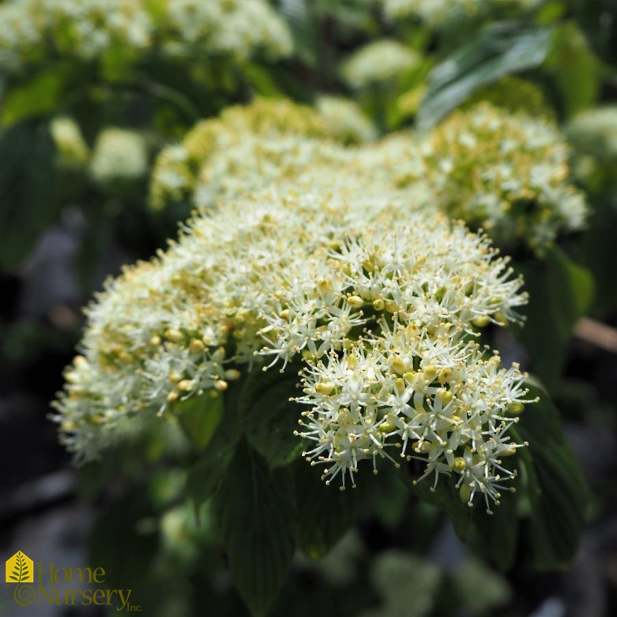 Cornus alternifolia 