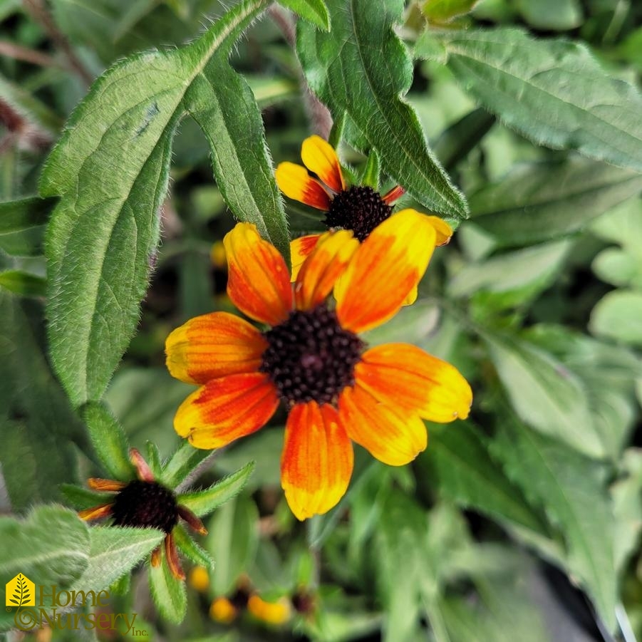Rudbeckia triloba 'Prairie Glow'