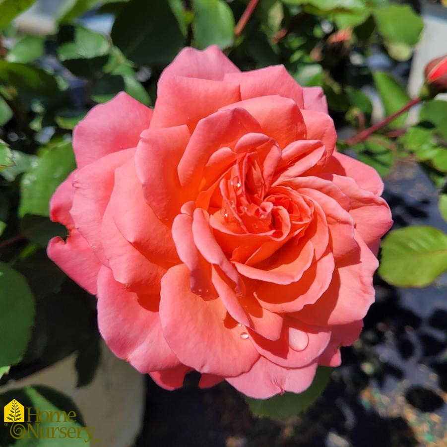 Rosa x Reminiscent® Coral