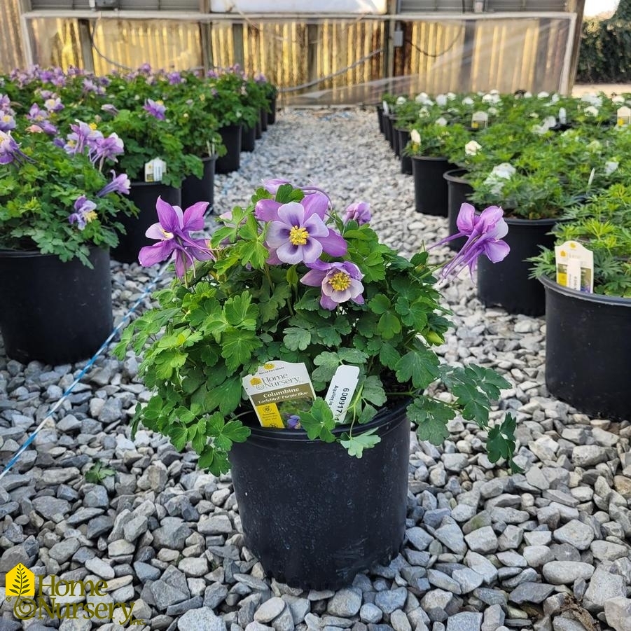 Aquilegia x Earlybird™ Purple Blue