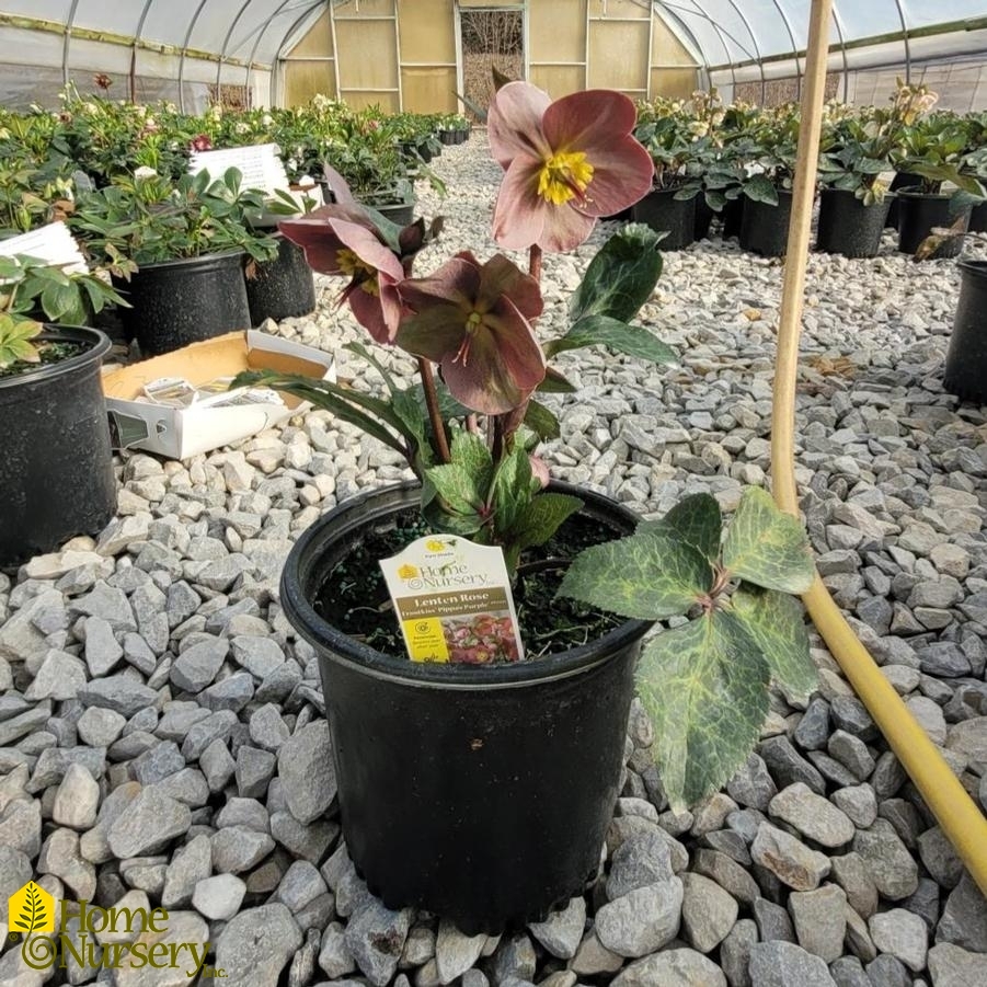 Helleborus x Frostkiss® Pippa's Purple