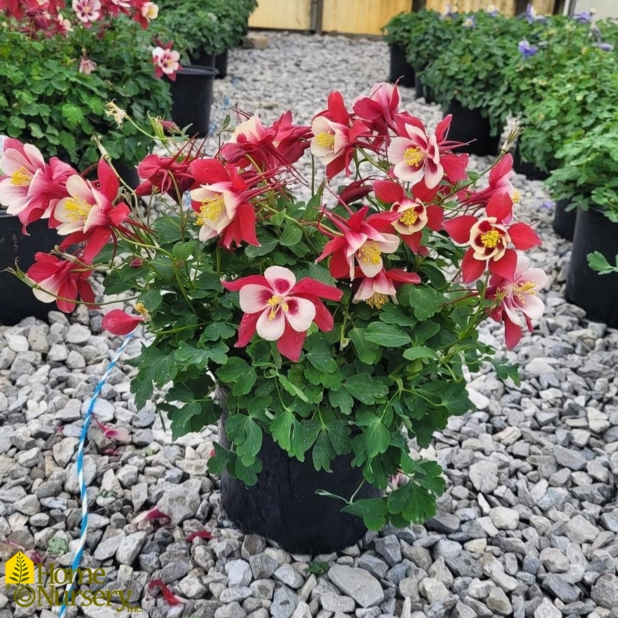 Aquilegia x Earlybird™ Red White