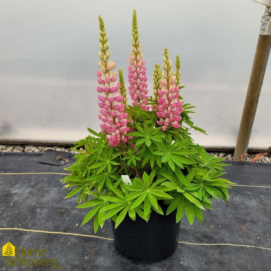 Lupinus pol Staircase™ Rose White