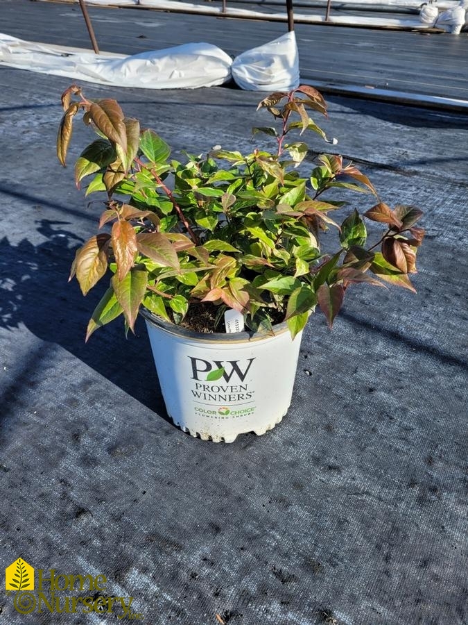 Leucothoe fontanesiana Paisley Pup™