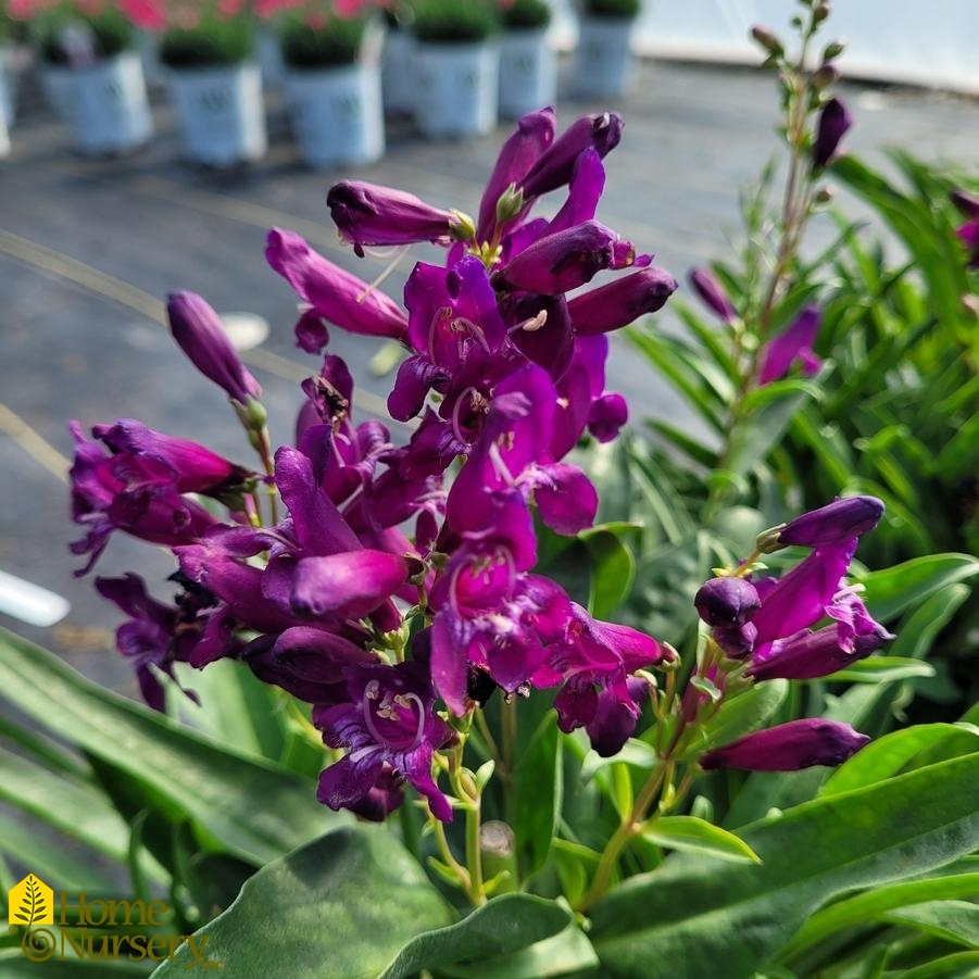 Penstemon barbatus Rock Candy® Purple