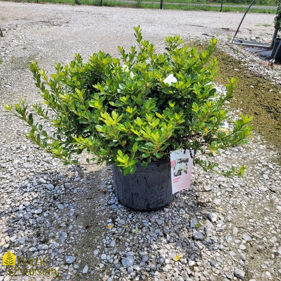 Rhododendron Az Encore® Autumn Angel®