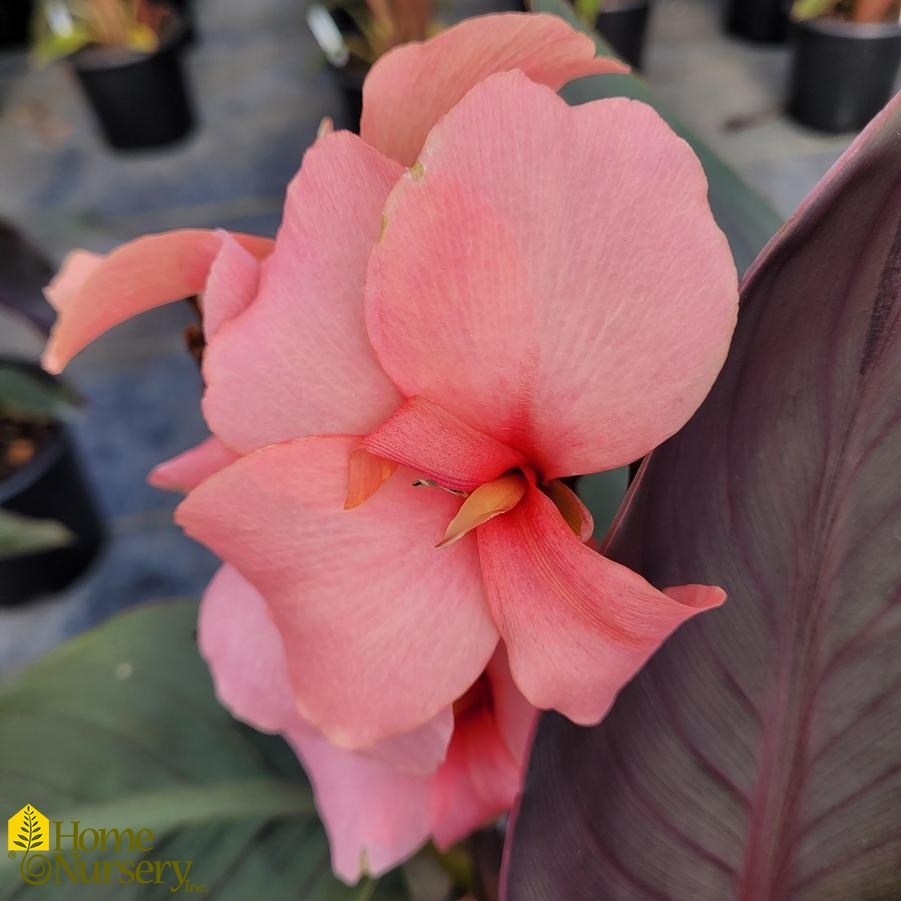 Canna Cannova® Casa Bronze Peach