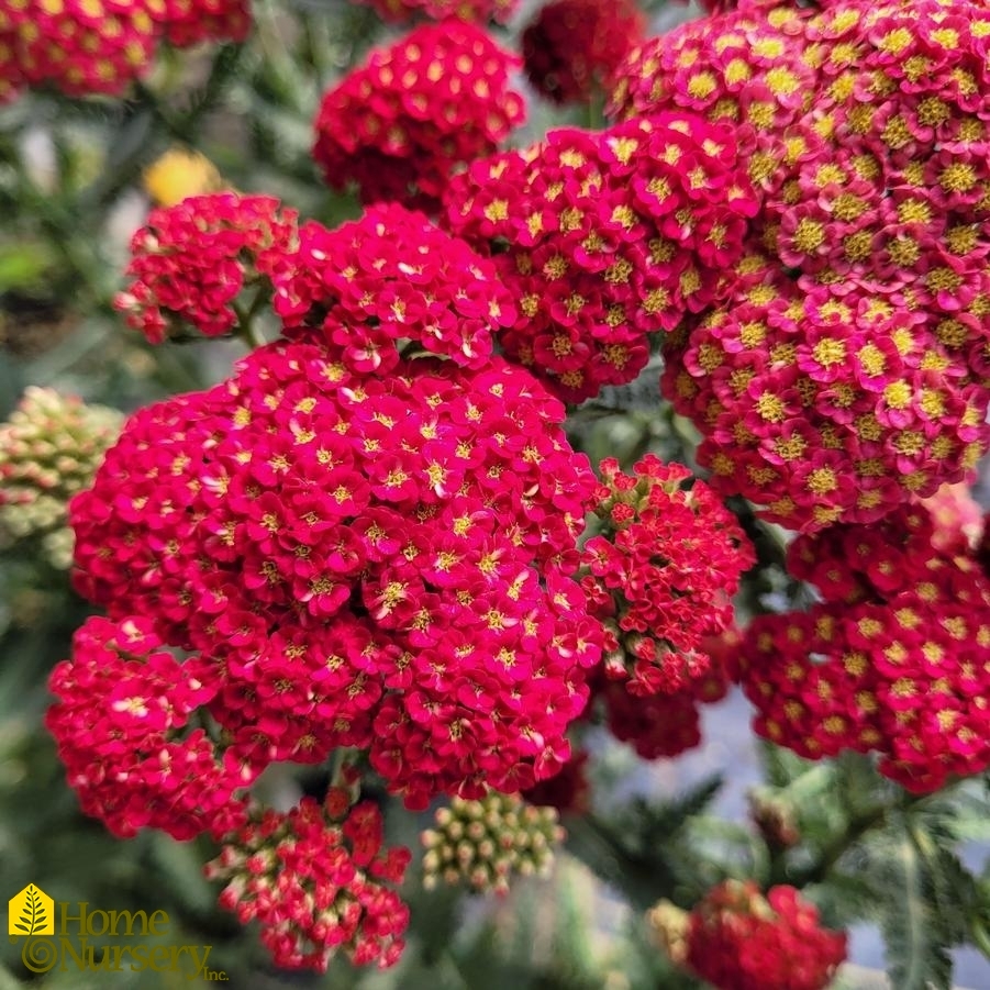 Achillea x 'Firefly Red Pop'