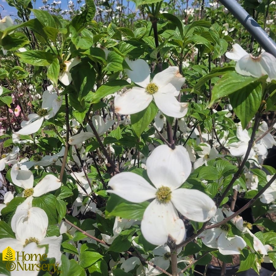 Cornus florida 'Cherokee Princess'