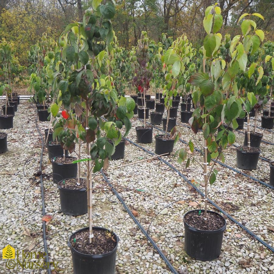 Cornus florida 'Cloud 9'