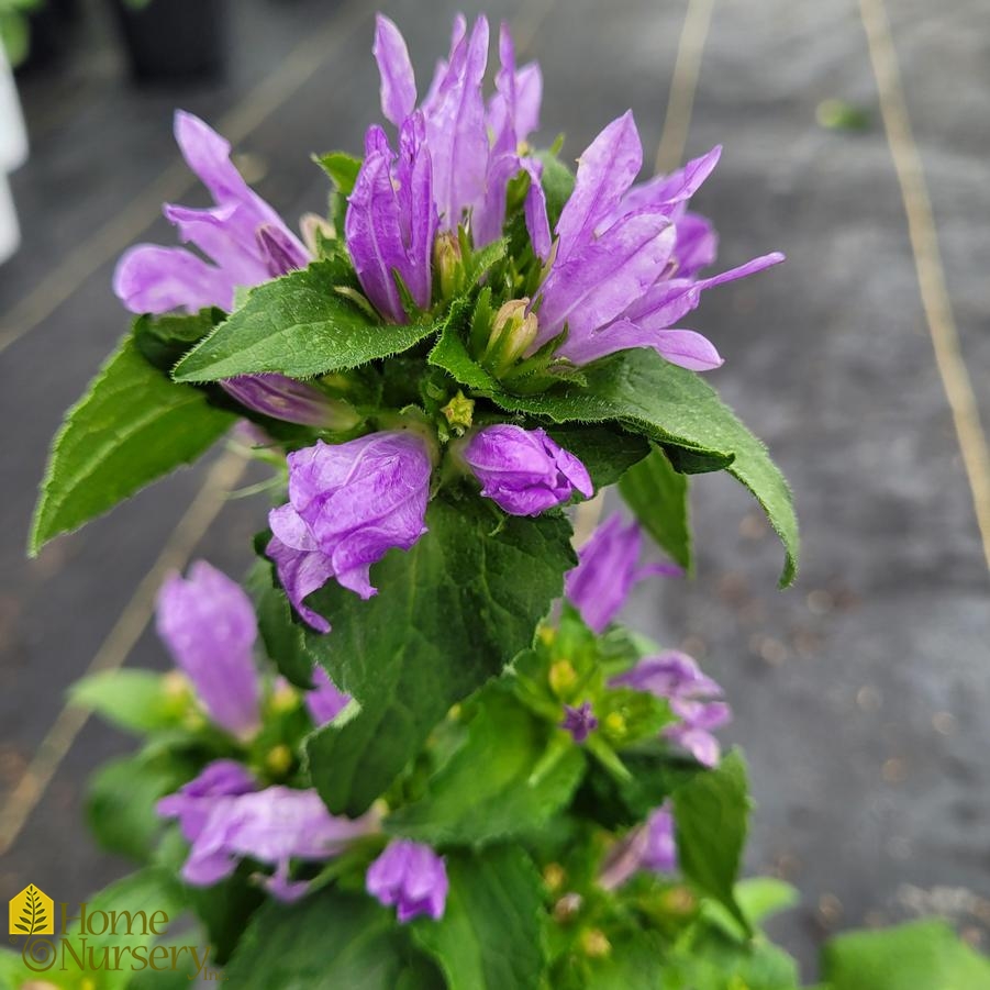Campanula glomerata 'Bells and Whistles'